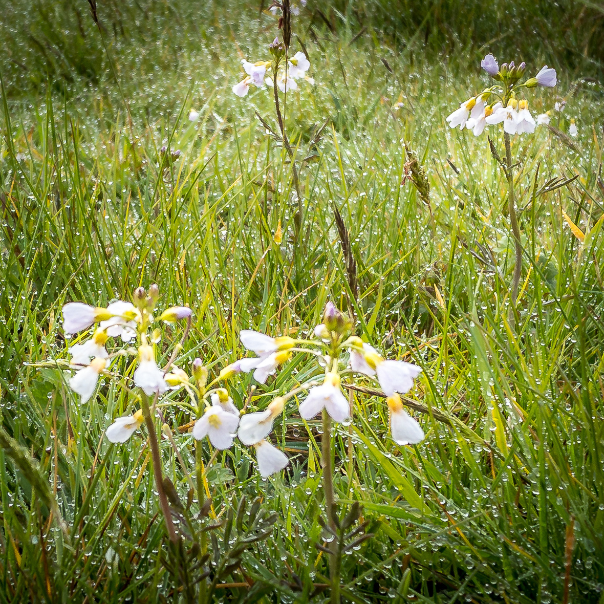 wild flower photo