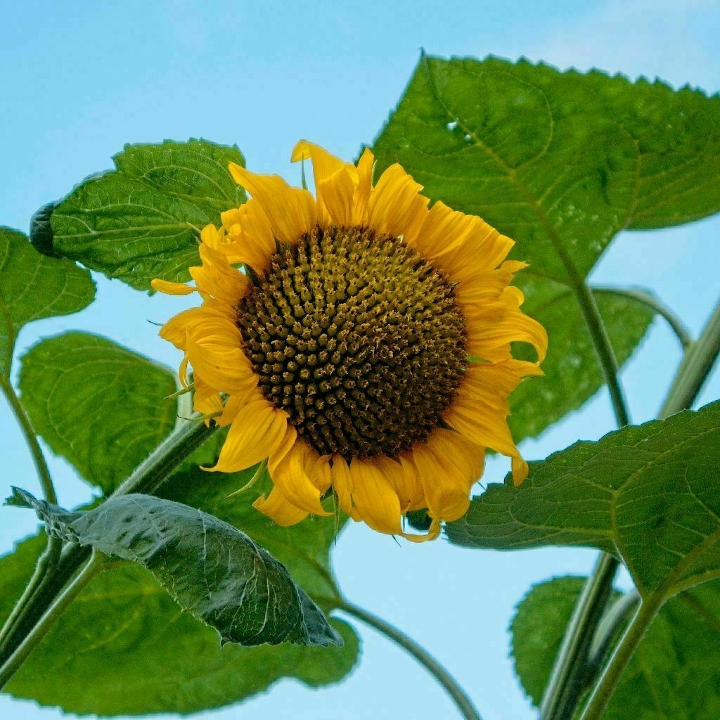 photo of a sunflower