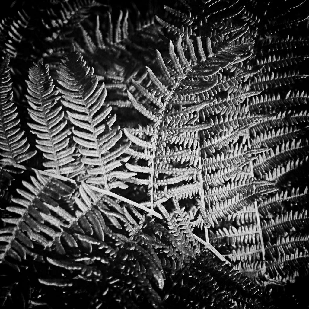 Black and white photo of a fern