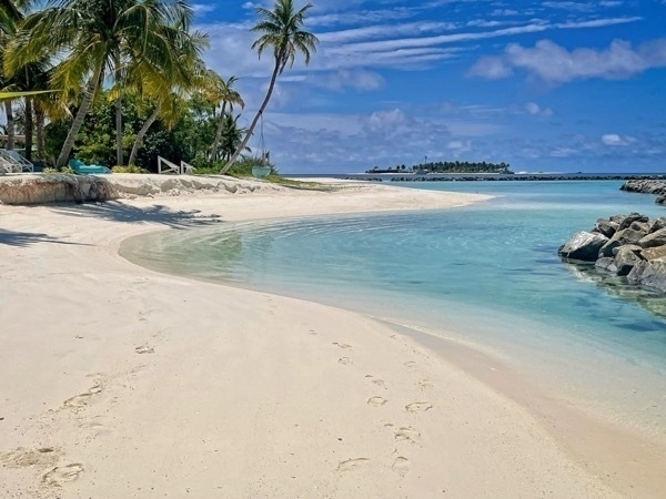 a photo of a beach with palm trees